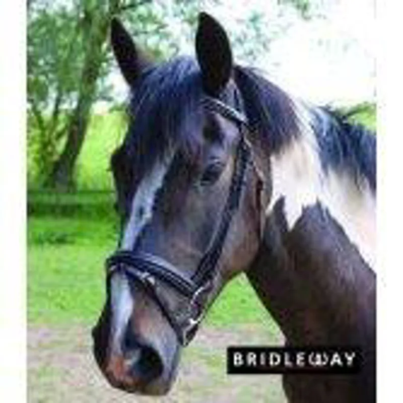 Bridleway Comfort Bridle